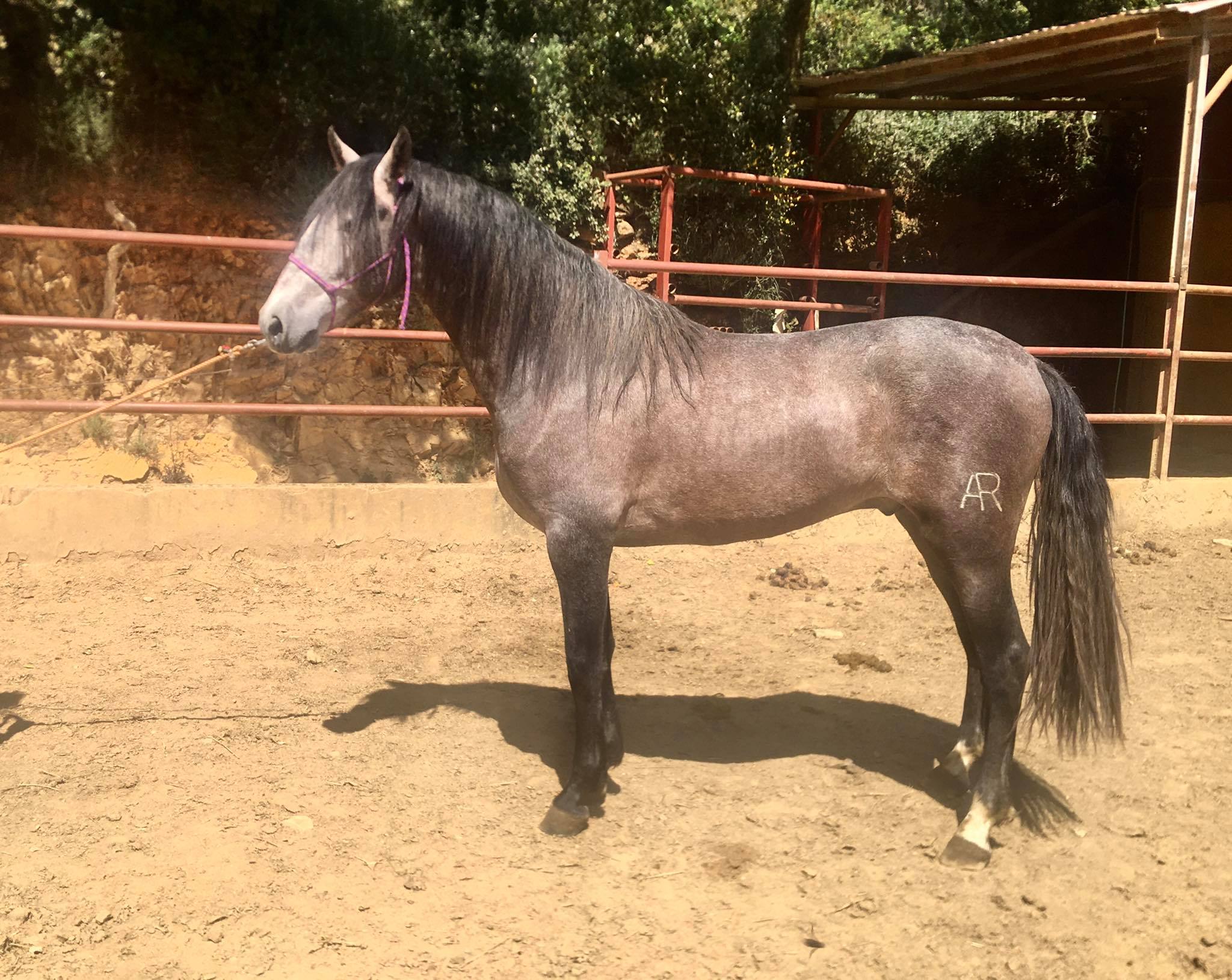 Listado de Caballos en Venta